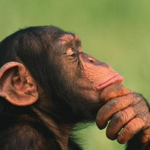 1billionmonkeys's profile picture