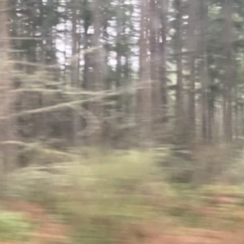 angelo's profile picture