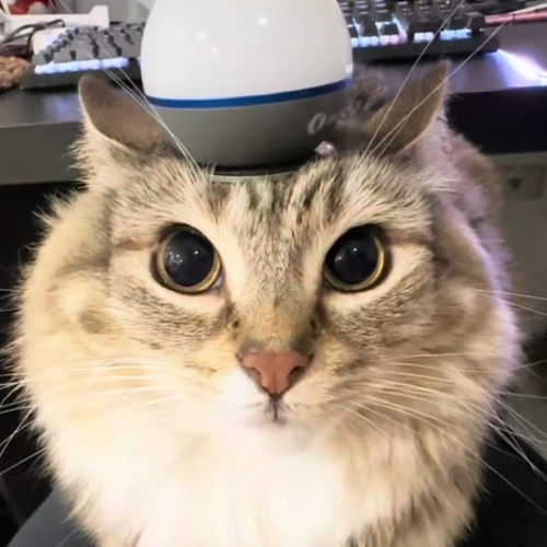 apollo's profile picture