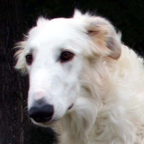 borzoi's profile picture
