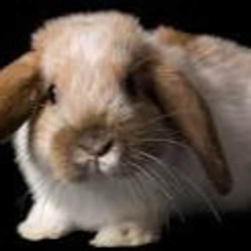 bunny's profile picture