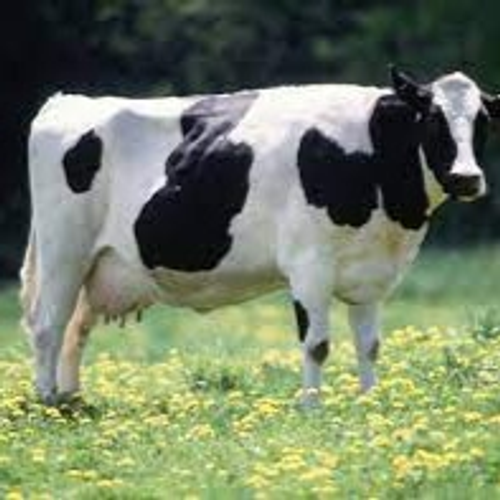 cow's profile picture