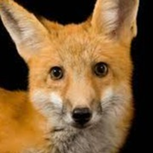 fox's profile