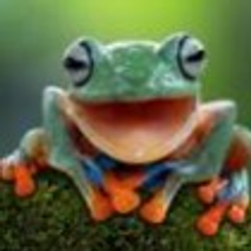 frog's profile picture