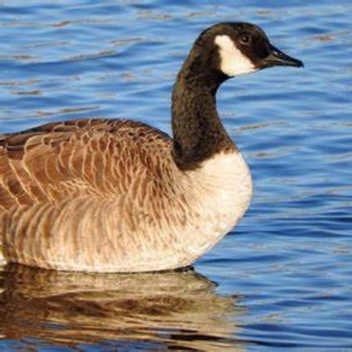 goose-'s profile