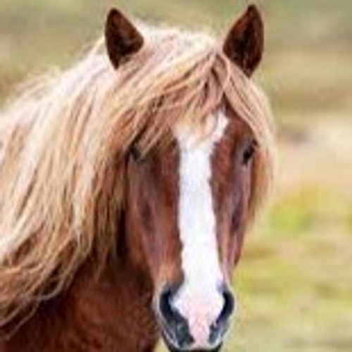 horse's profile picture