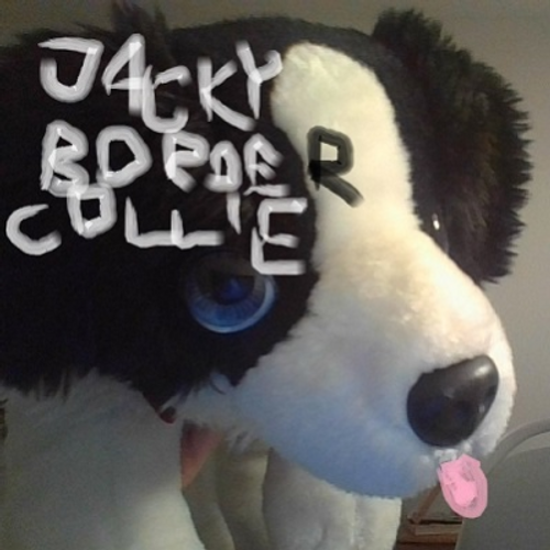 jackybordercollie's profile picture