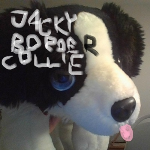 jackybordercollie's profile