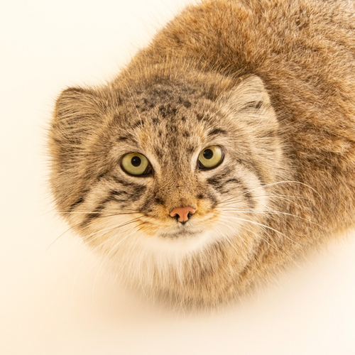 manul's profile picture