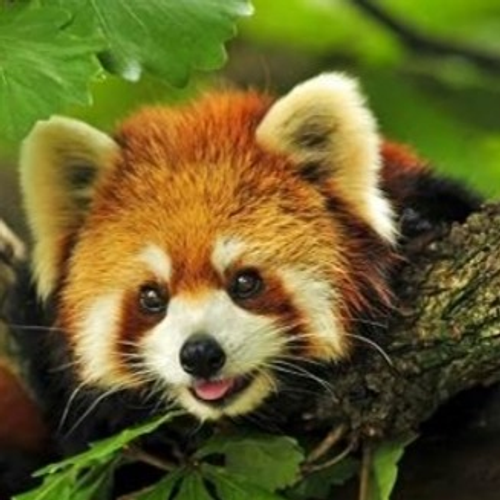 redpanda's profile picture