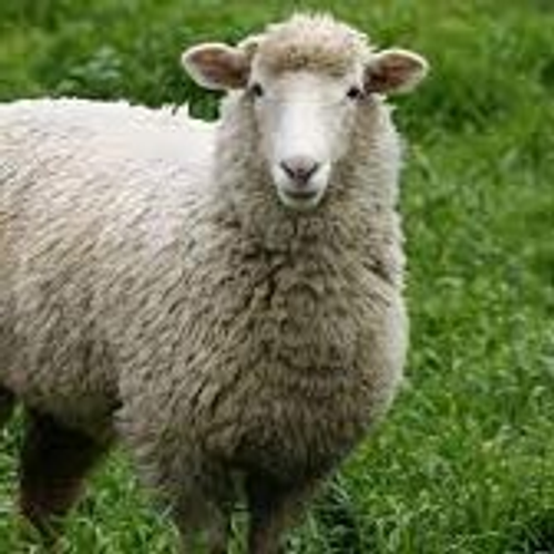 sheep's profile picture