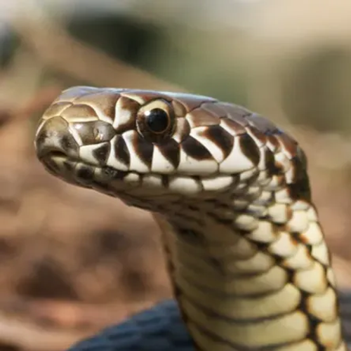 snek's profile picture