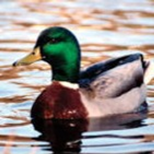 the-real-duck's profile picture