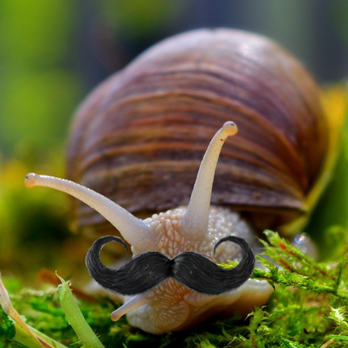 totally-not-a-snail's profile picture